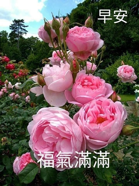 按我可連結至更清楚的圖片